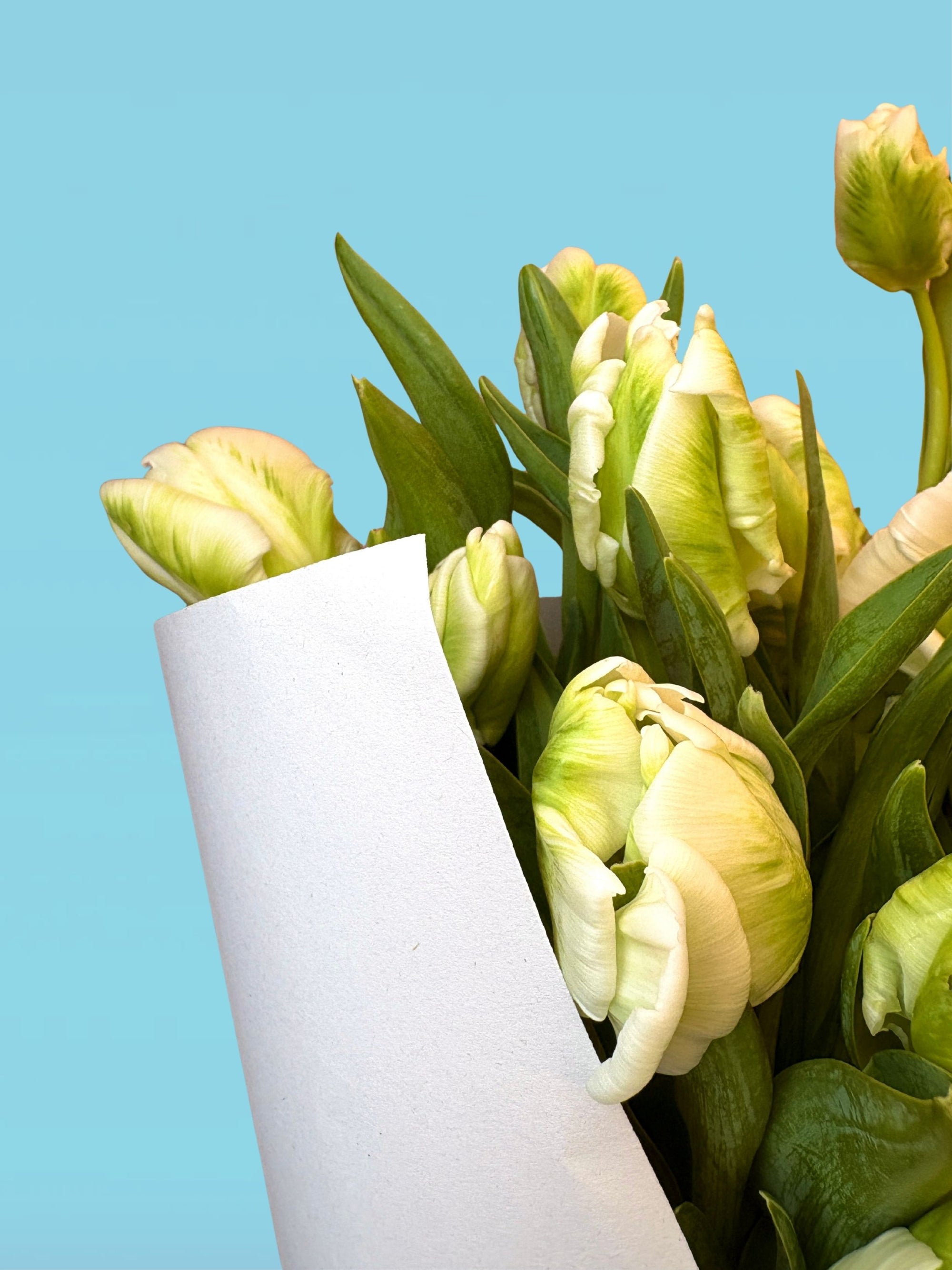 White Riot - Mother's Day preorder