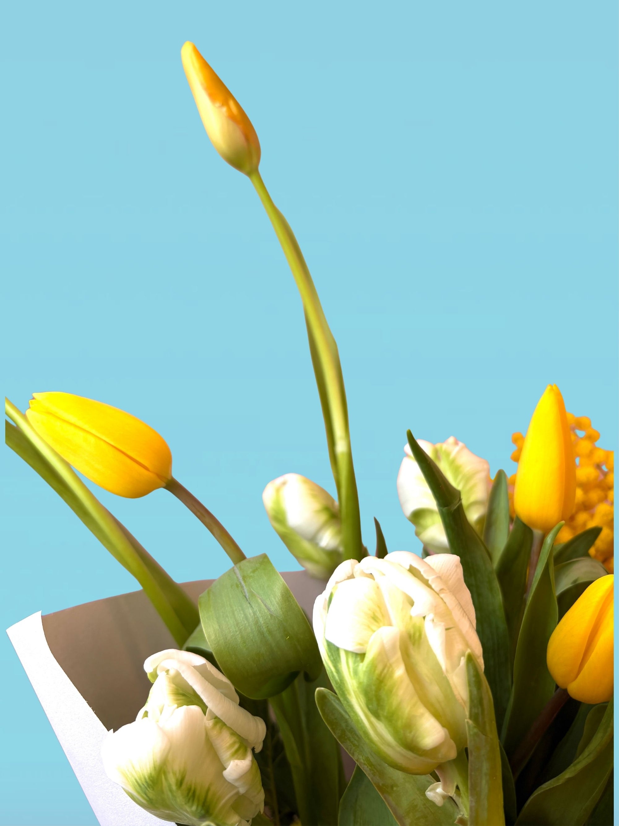 Buttercream - Mother's Day preorder